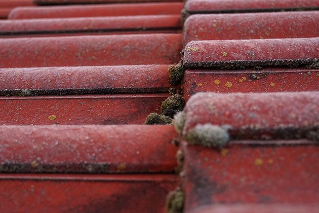 Professional Roof Cleaning